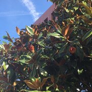 Magnolia avec ses fruits