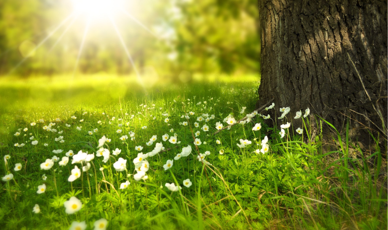 Natur Eine Wiese mit Blumen und einem Baum. Die Sonne scheint.